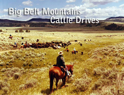 Big Belt Mountains Cattle Drive in Montana with Hidden Trails