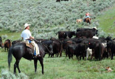 Round Ups and Cattle Drives