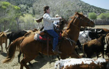 Cattle Round Ups and Cattle Drives