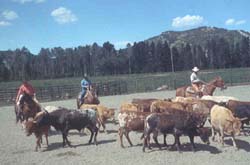 Cattle working classes at the Home Ranch: Colorado Guest Ranch and Horsemanship Center