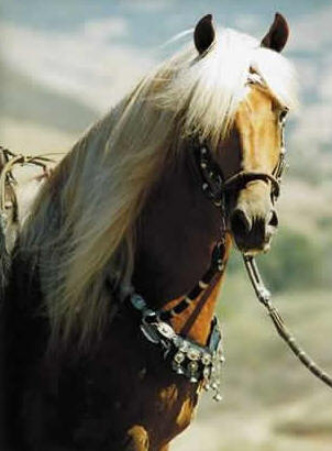 Friends of the Peruvian Horse