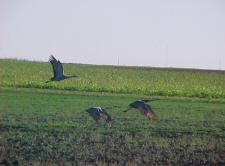 crane.jpg