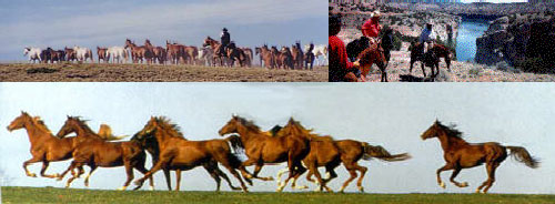 Pryor Mountains Horse Drives from Montana to Wyoming with Hidden Trails