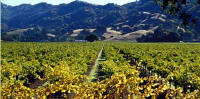 Vineyards