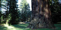 Redwoods