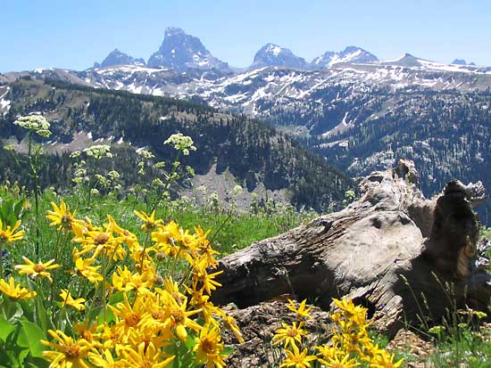 Back Country Horse Trips in the Tetons & Yellowstone