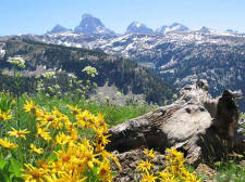 Back Country Horse Trips in the Tetons & Yellowstone