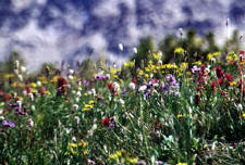 Wildflowers- high camp