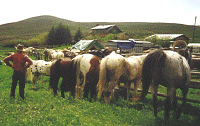 String of horses at Battle Creek Ranch offering Montana cattle drives, Montana fishing trout, Montana working ranch vacations, fly fishing in Montana, flyfishing for trout, Montana family vacations