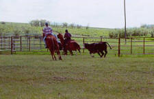 Team Penning