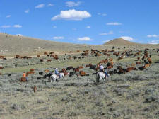 cattle_drives-003.jpg