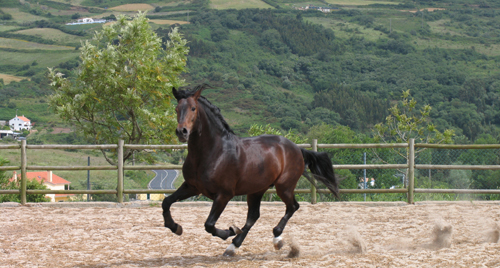 Lusitano Stallion in Portugal