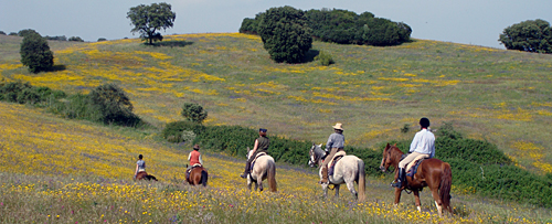 Portugal riding tours on Lusitano Horses