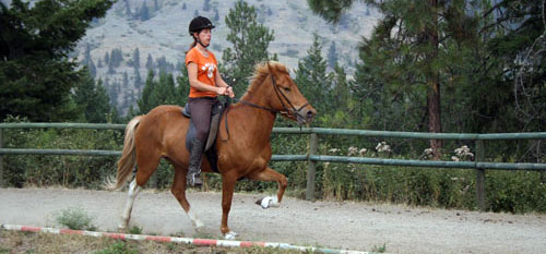 Horse riding trips on Gaited Horses