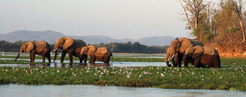 Wildlife Safari vacation tours