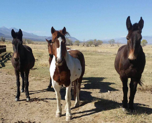 California Horseback Riding Tours Yosemite National Park Usa