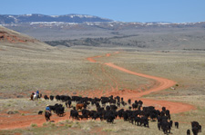 Pryor Mountains Cattle Drives