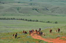 Pryor Mountains Horse Drive