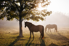 Estancia Getaway near Buenos Aires