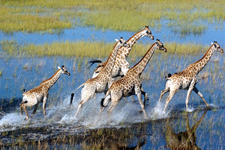 Okavango Delta Macatoo Safari