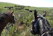 The Dartmoor Cattle Drive