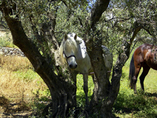 Riding Clinic on Crete