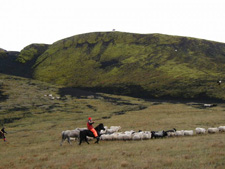 Sheep Round-Up on Horseback