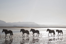 Snaefellsnes Beach Ride