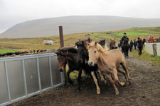 Horse Round Up in Iceland