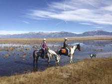 Bison and Cattle Working Ranch in Colorado