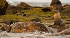 Galapagos Legend Cruise