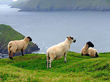 Hiking - Sheep's Head Way