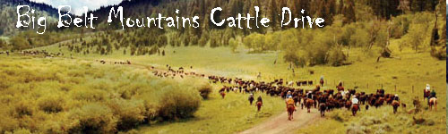 Big Belt Mountains Cattle Drive