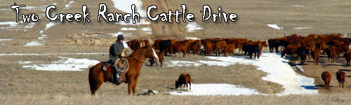 Two Creek Ranch Cattle Drive