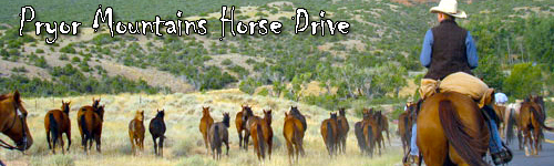 Pryor Mountains Horse Drive