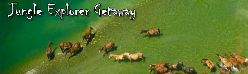 Jungle Explorer Getaway