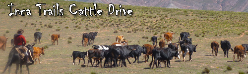 Inca Trails Cattle Drive