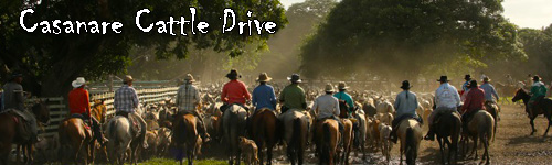 Casanare Cattle Drive