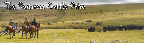 The Dartmoor Cattle Drive