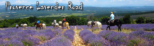 Provence Lavender Road