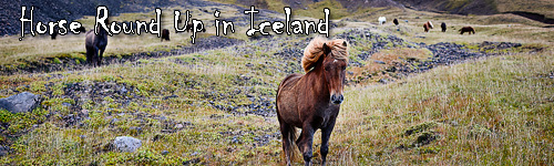 Horse Round Up in Iceland