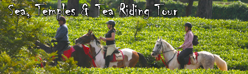 Sea, Temples & Tea Riding Tour