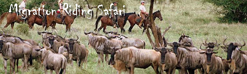 Serengeti Migration Riding Safari