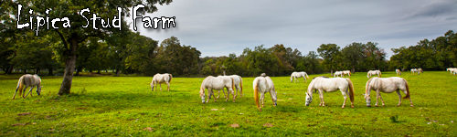 Lipica Stud Farm