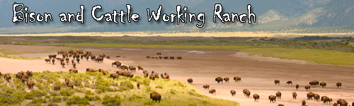 Bison and Cattle Working Ranch in Colorado