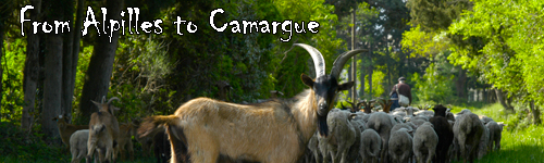 From Alpilles to Camargue