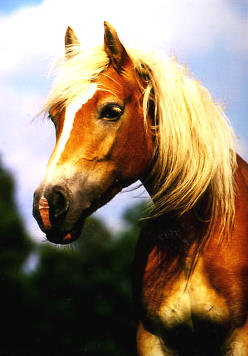 haflinger at