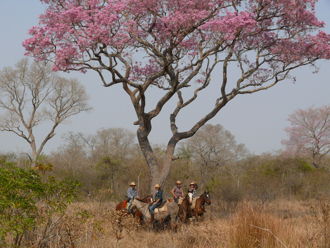 Hidden Trails Spring 2014 Newsletter - Cherry Blossoms are Out!